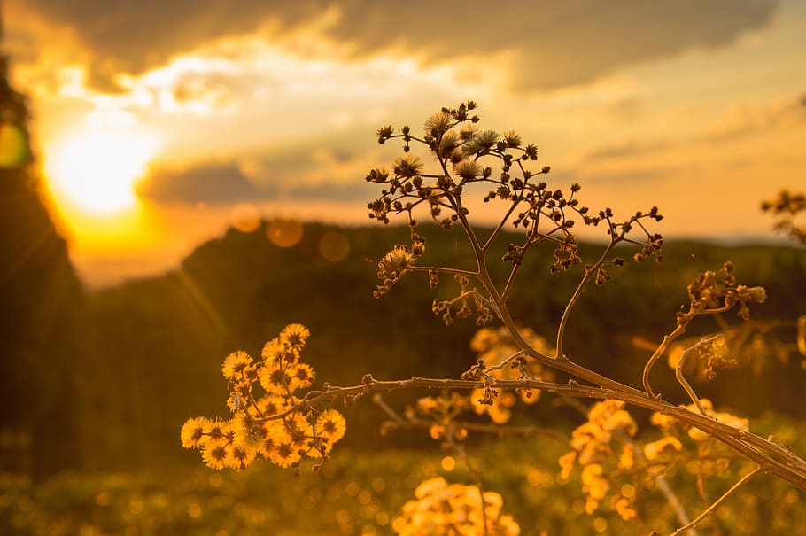 bloom, blossom, blur, clouds, cloudy, dawn, flora, flowers HD wallpaper
