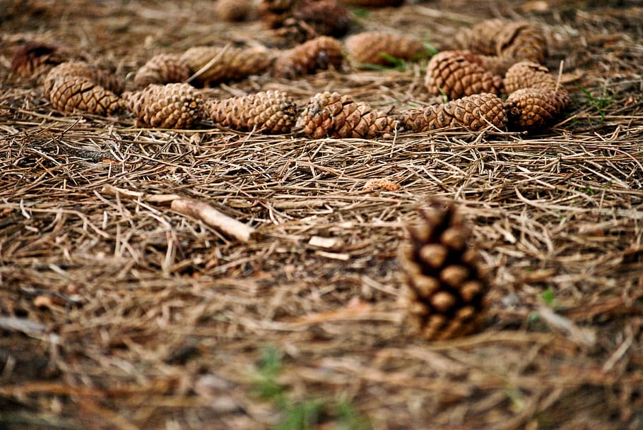 cones, forest, autumn, plants, pine cone, tree, iglak, christmas tree HD wallpaper