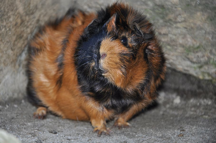 guinea pig, animals, rodent, rosette, brindle, animal themes