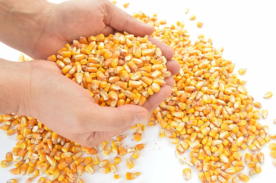 person holding corn grains, cereals, harvest, seed, agriculture HD wallpaper