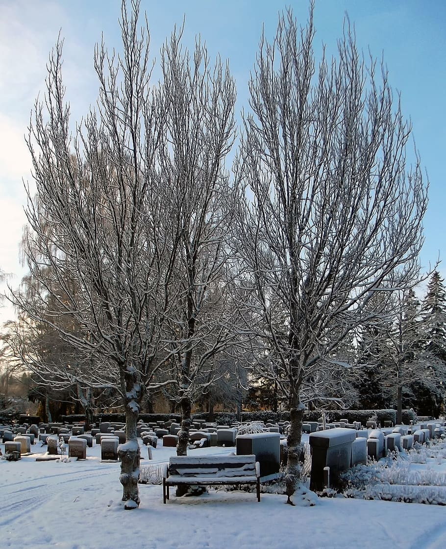 cemetery, bench, tree, tombstone, snow, winter, headstones HD wallpaper
