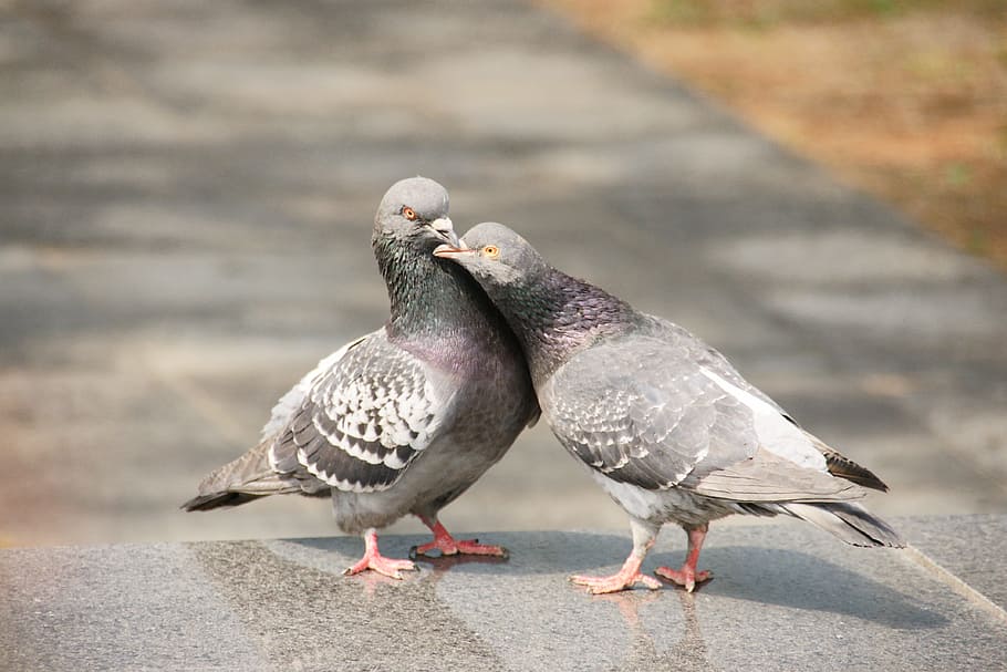 two grey pigeons on grey pavement during daytime, Love, Nature, HD wallpaper