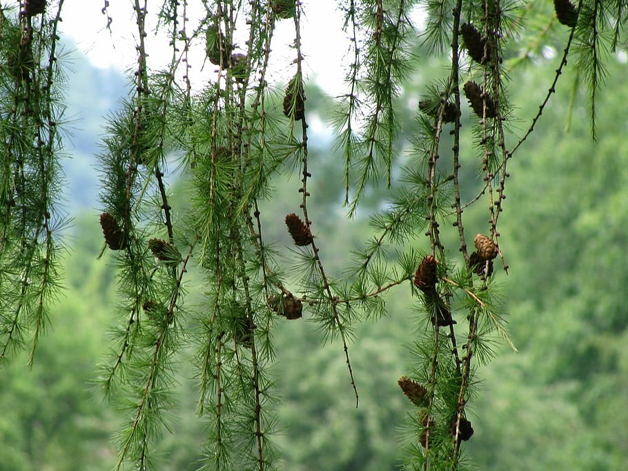 conifer, conifer cones, pine cones, fir, tree, fir branch, pine branch HD wallpaper