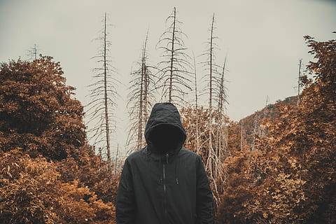 veiled, dead, orange, forest, trees, old, scary, darkness, invisible HD wallpaper
