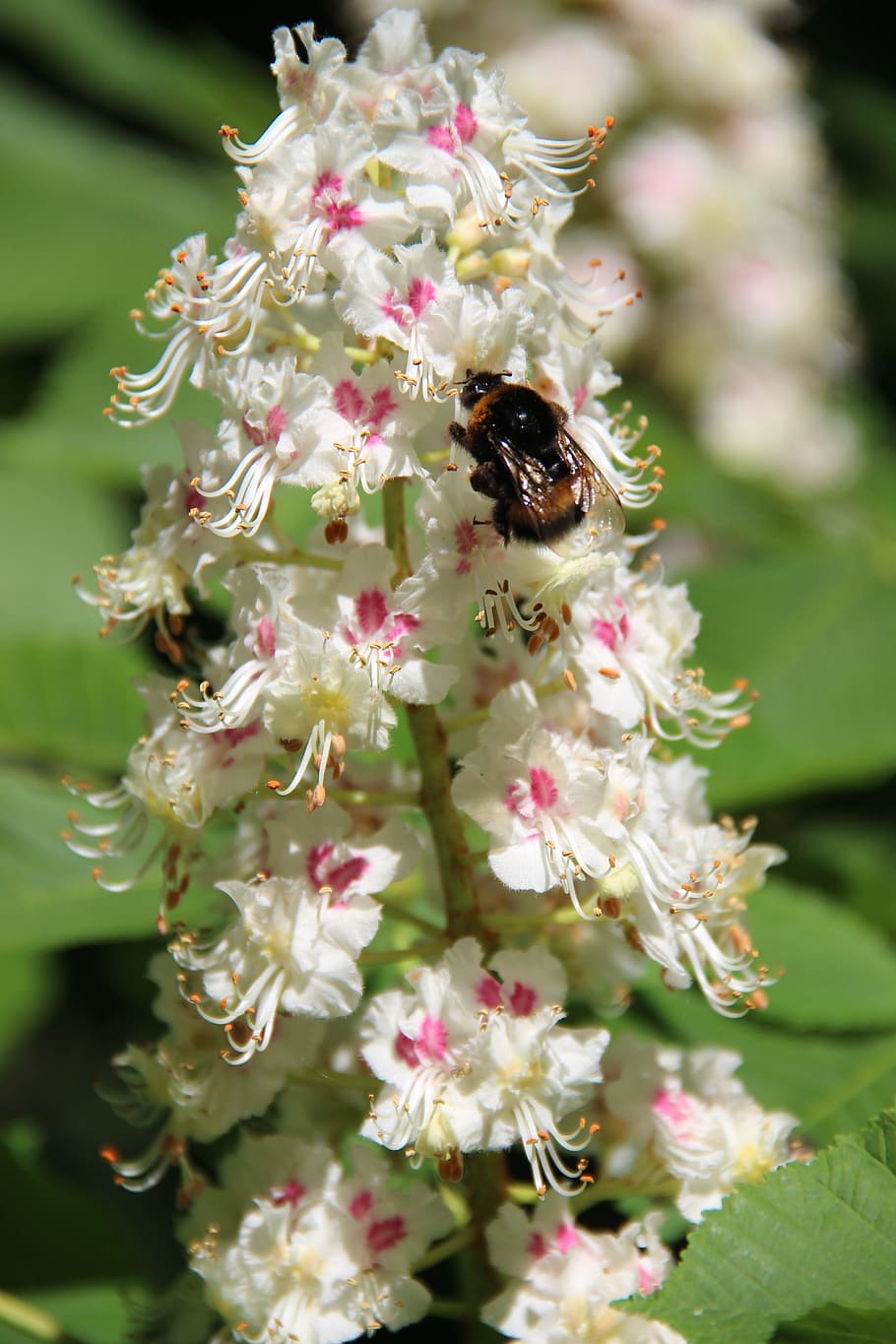 Bumble-Bee, Chestnut, Flowering Tree, insect, one animal, animal themes