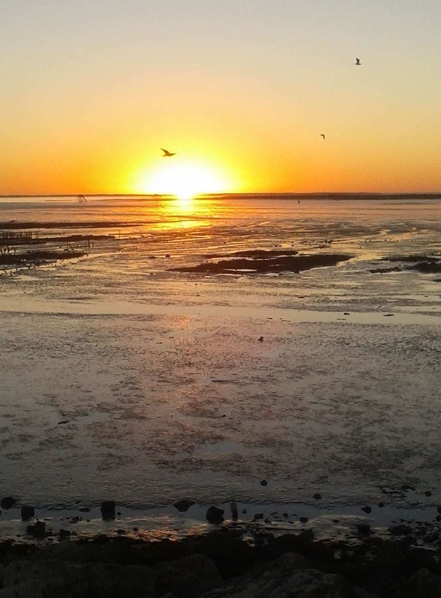 Seagull, Nature, Sunset, nature sunset, flying, beauty in nature HD wallpaper