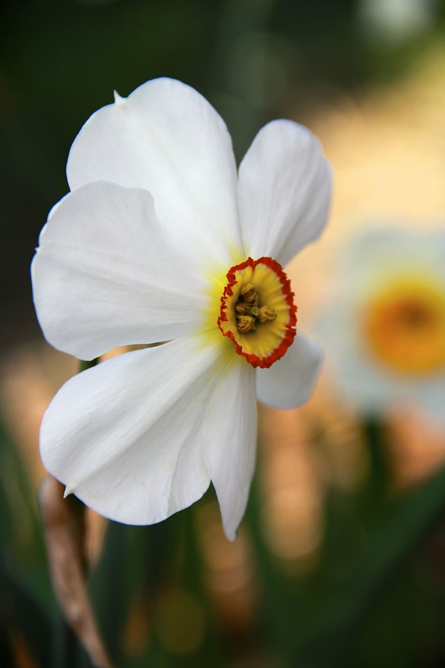easter, flower, spring, yellow, happy easter, garden, background HD wallpaper