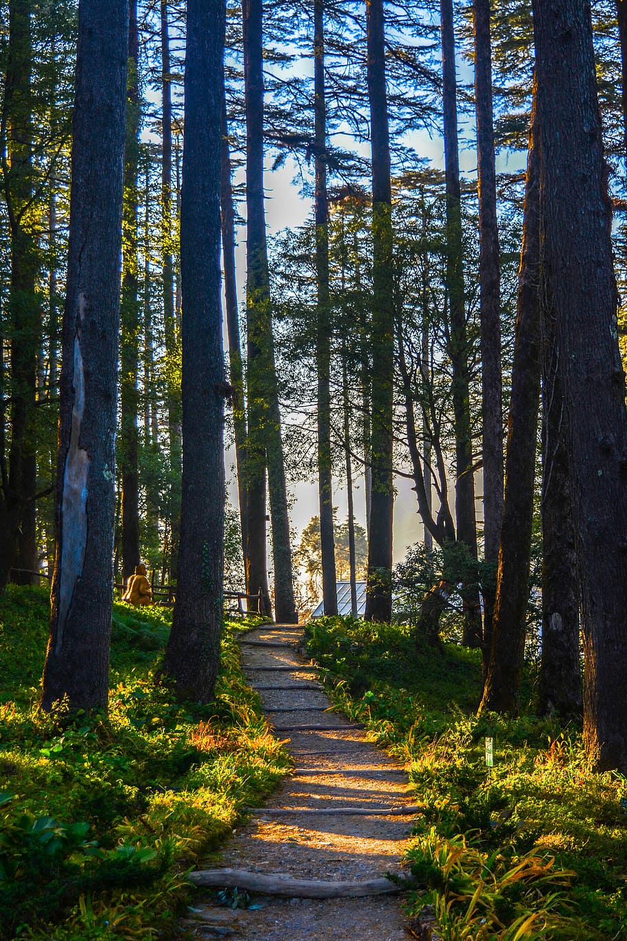 pathway in the middle of tall trees, wood, nature, landscape HD wallpaper