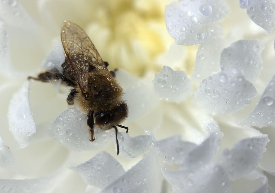 bee, wet, drops, flower, white, one animal, close-up, animals in the wild HD wallpaper