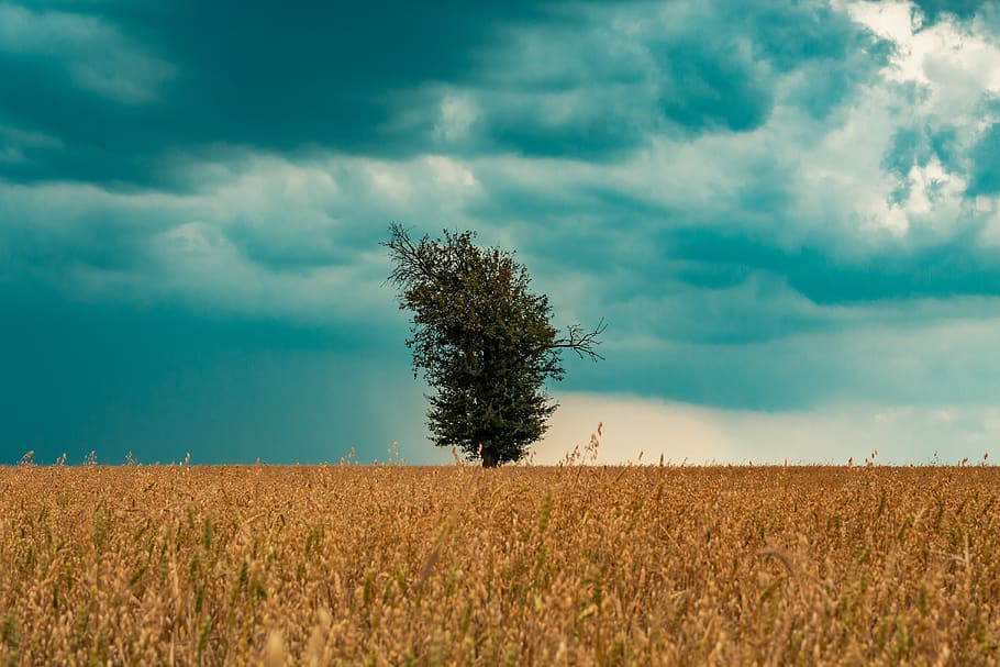 field, corn, tree, storm, clouds, village, wheat, nature, summer HD wallpaper