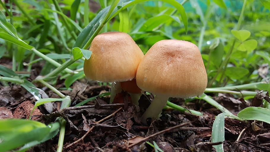 mushrooms, toadstool, grass, nature, foliage, brown, leaves HD wallpaper