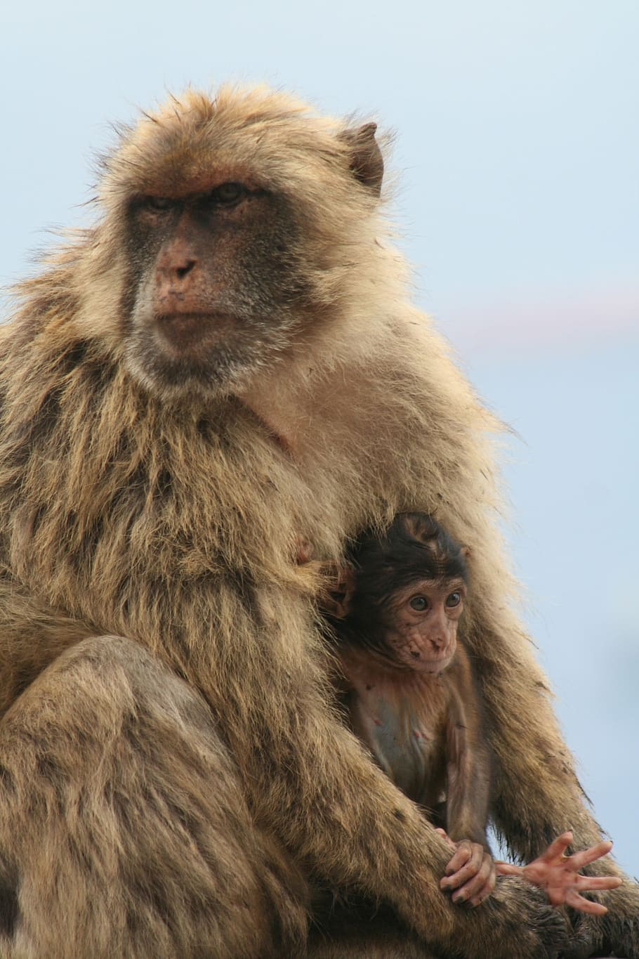 barbary ape, gibraltar, monkey, animal wildlife, mammal, primate HD wallpaper