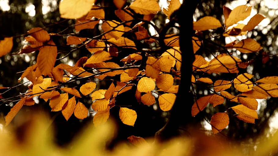 macro shot of brown leaves, closeup photography of brown leafed plant HD wallpaper