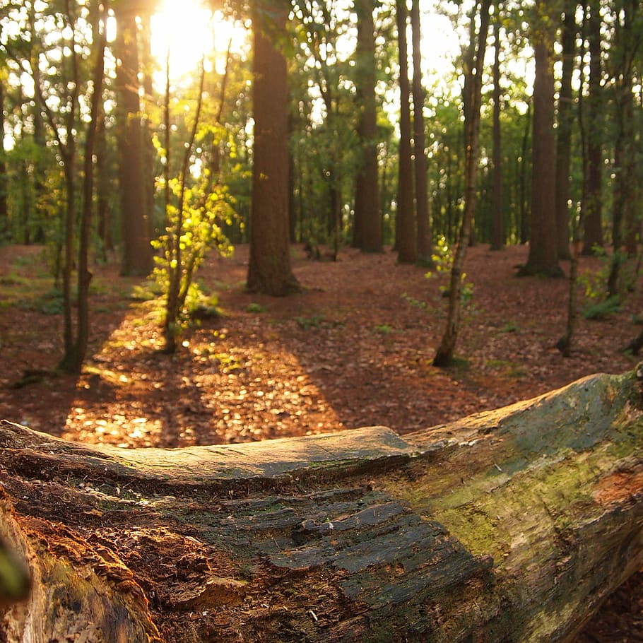 Стволы деревьев лес солнце. Ствол сосны фото. Фото ствола дерева на солнце. Evening Forest.