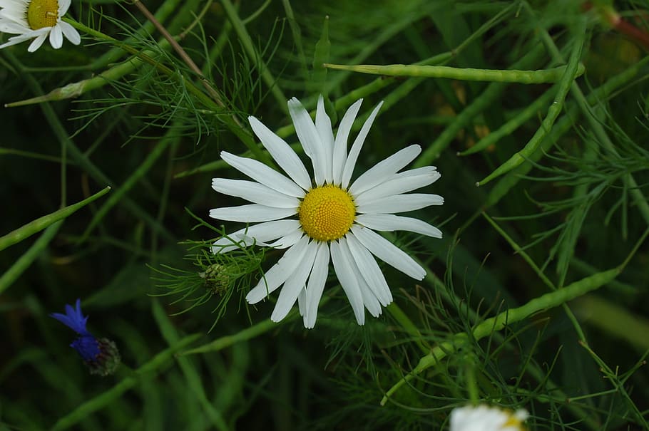 flower, white, green, spring, plant, summer, flowers, close HD wallpaper