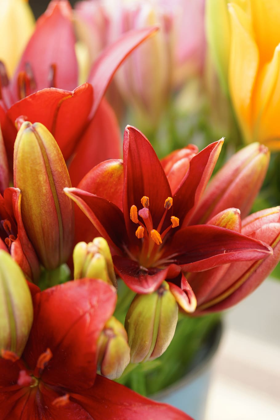 flower, bloom, lily, red, bouquet, blossom, summer, petal, bright HD wallpaper