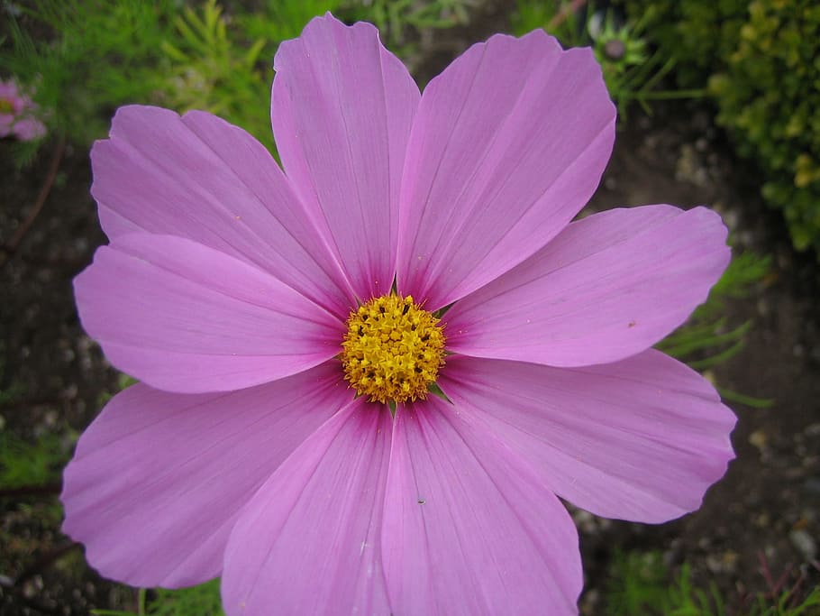 pink, flower, bloom, flowering plant, fragility, petal, vulnerability HD wallpaper