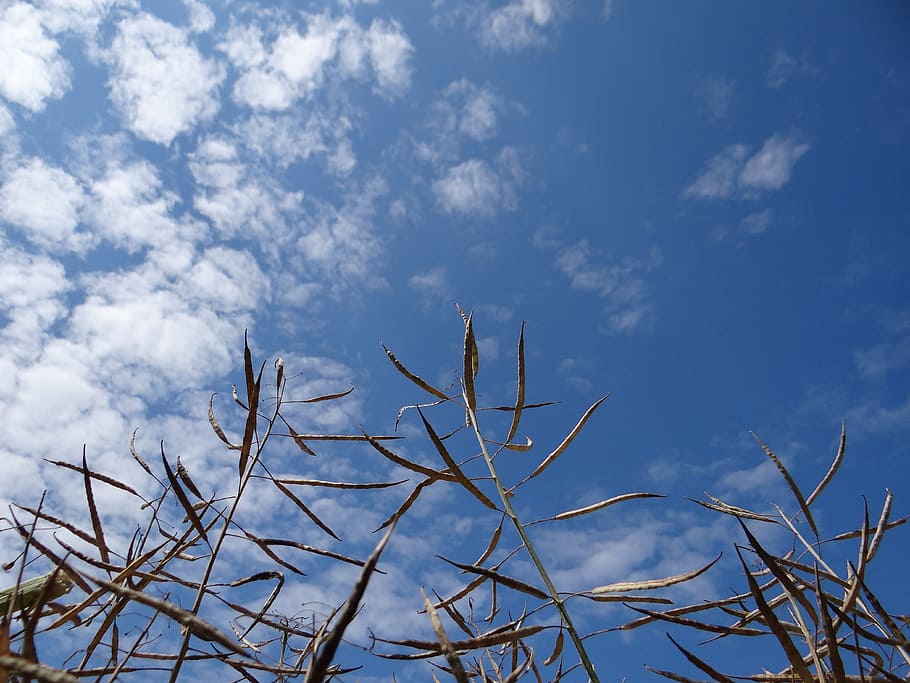 plants, sky, the clouds, green, blue, the background, nature HD wallpaper