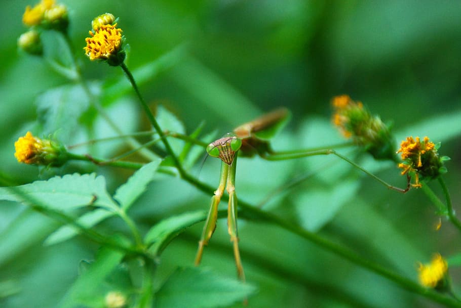 mantis, insect, bug, nature, animal, macro, wild, wildlife HD wallpaper