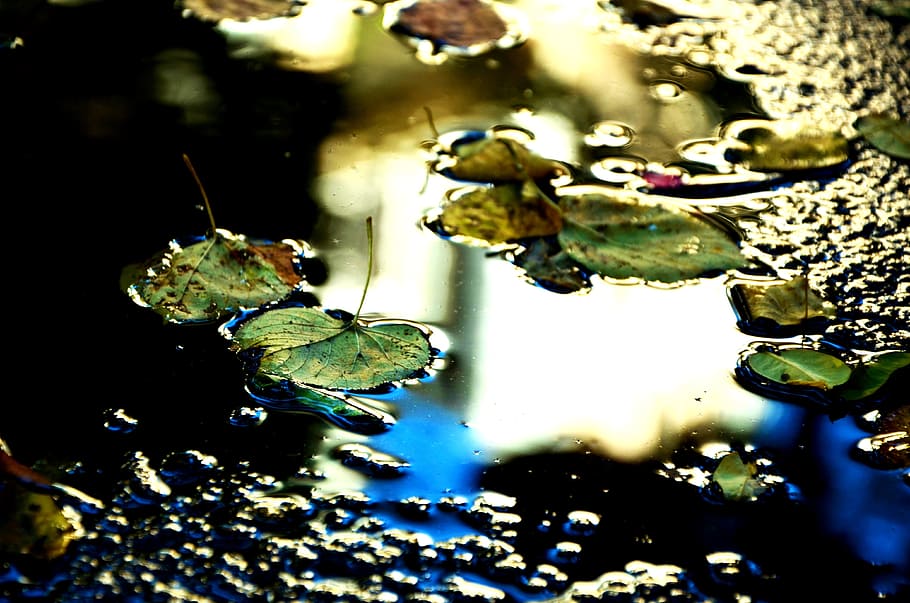 puddle, light, leaves, autumn, mirroring, incidence of light HD wallpaper