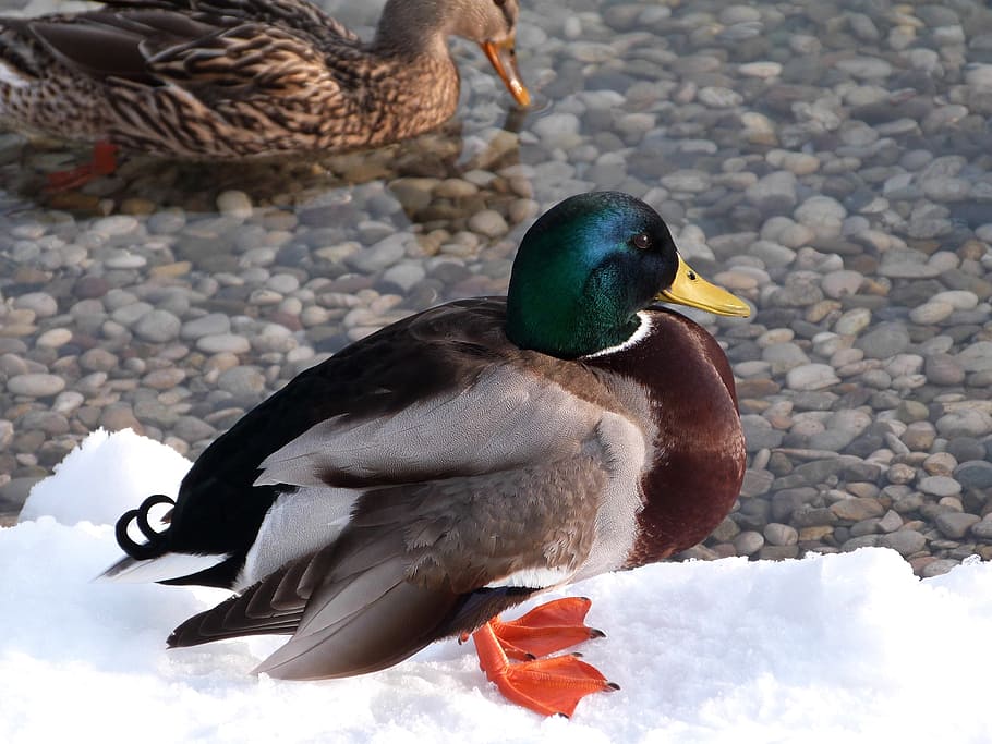 duck, bird, fly, wings, feather, wildlife, beak, dom, outdoor HD wallpaper