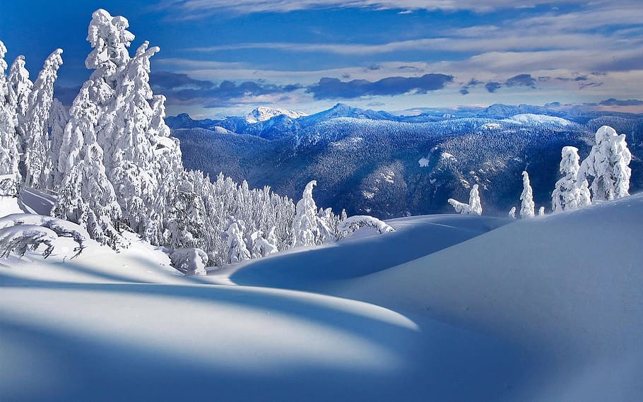 trees coated snow, nature, winter, cold temperature, scenics - nature HD wallpaper