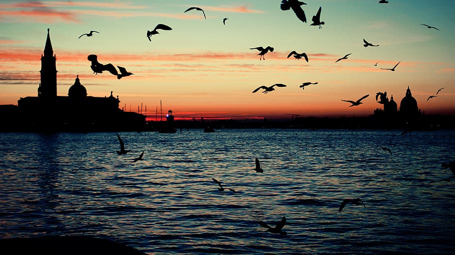 Deleted, Wrong, Crap, sunset, silhouette, water, large group of animals HD wallpaper