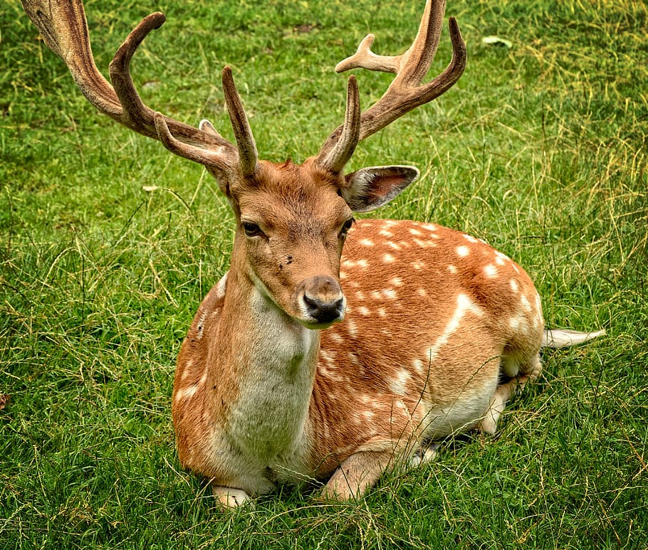 brown and white deer sitting on green grass field, antler, antler carrier