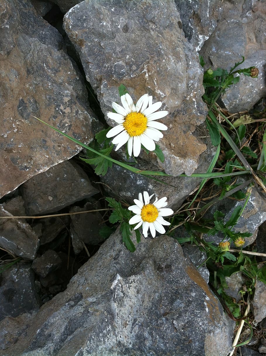 two white-and-yellow petaled flowers on rock, perseverance, hope