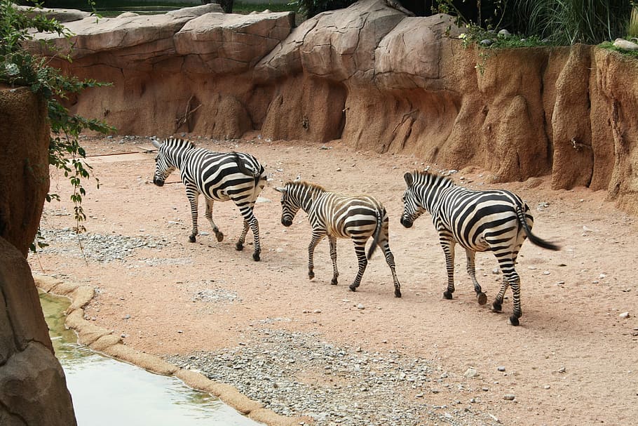 Zebras, Strips, Row, Nature, animal, animals, park, natural park HD wallpaper
