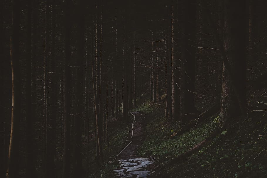 pathway in middle of forest, photo of dirt road surrounded by trees, HD wallpaper