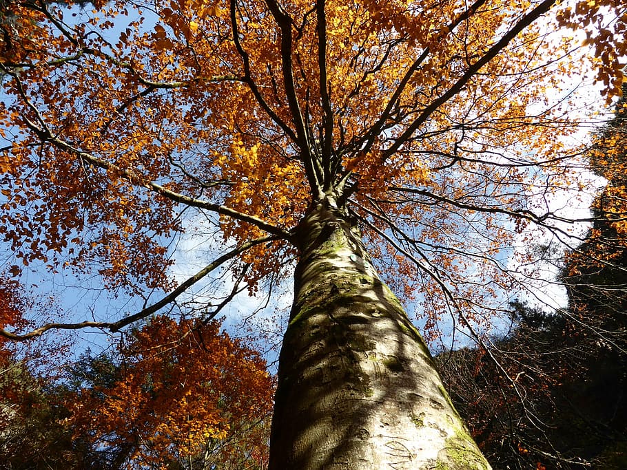 nature, leaves, trees, forest, log, wood, leaf, autumn, outdoors HD wallpaper