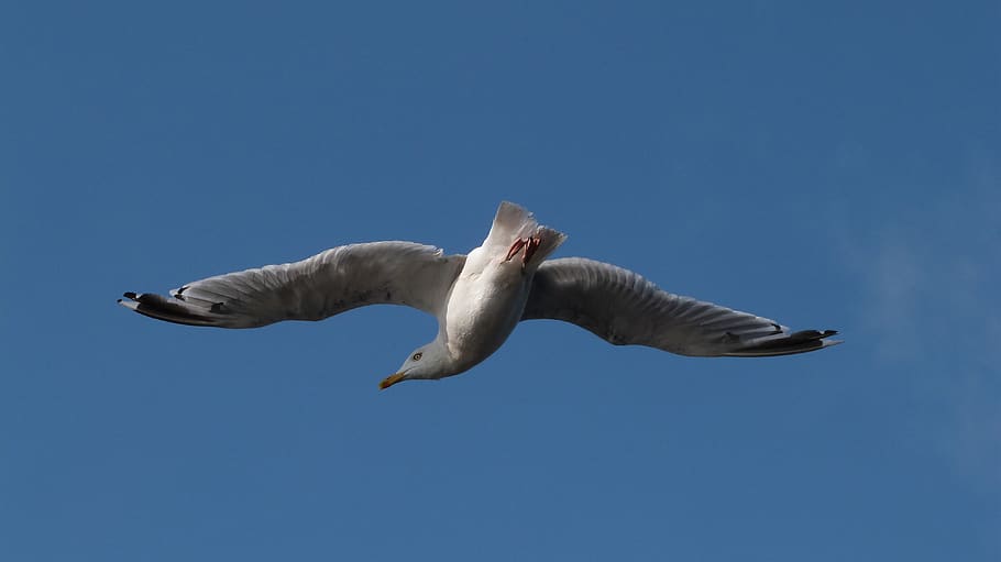 birds, seagull, animal, flying, animal themes, animal wildlife HD wallpaper
