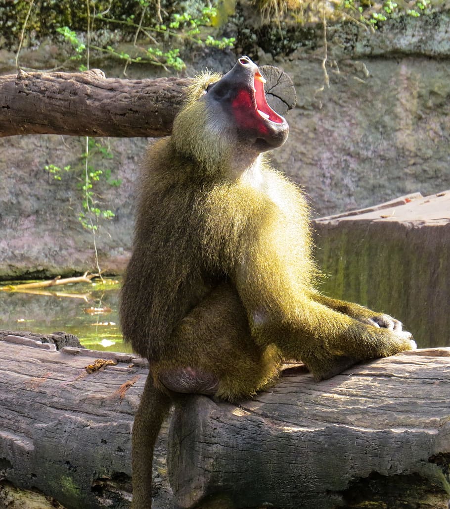 monkey, baboon, roar, tooth, mammal, sitting, tiergarten, nuremberg HD wallpaper