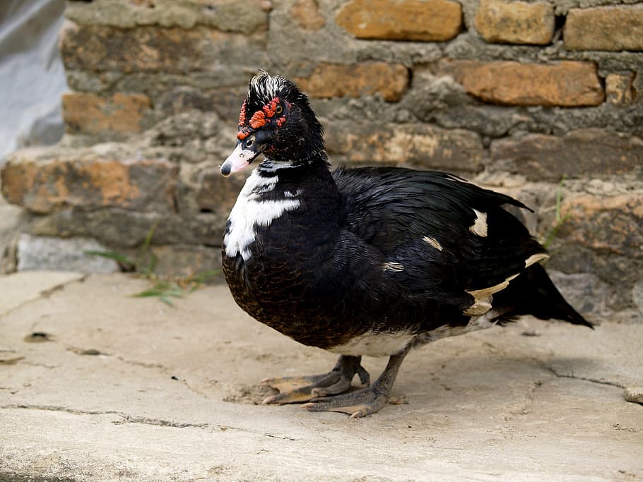 duck, comb duck, bird, waterfowl, feet, webbed, fauna, animal HD wallpaper