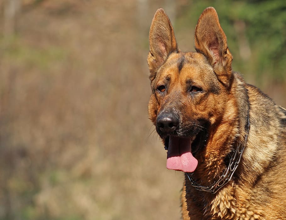 adult German Shepherd standing on grasses, dog, portrait, language HD wallpaper