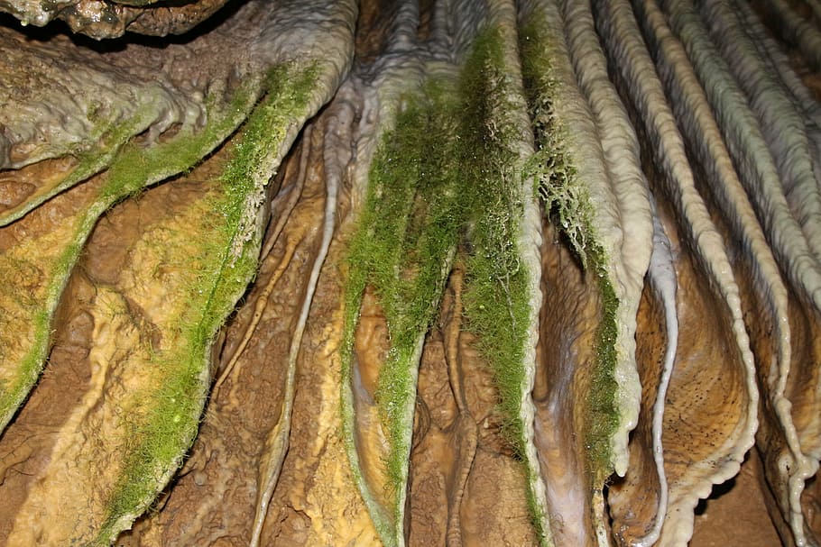 moss, limescale, cave, stone, rock, water, plant, tree trunk HD wallpaper