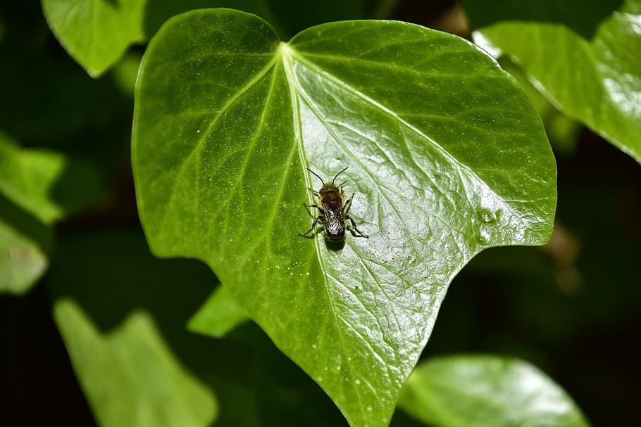 leaf, nature, plant, environment, animal themes, plant part HD wallpaper