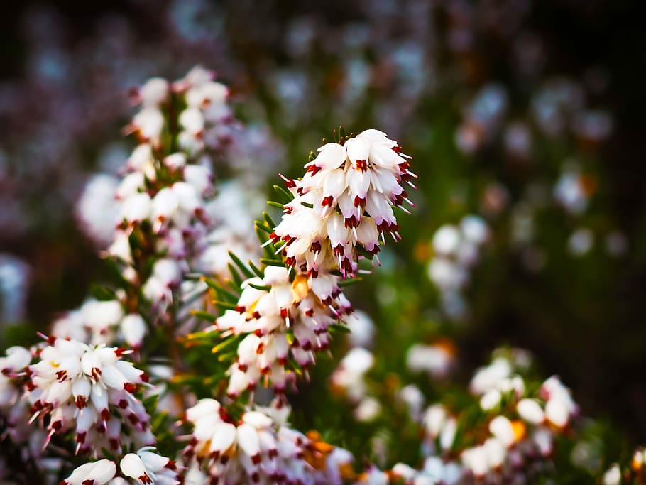 Erika, Snow, Heath, Flowers, Spring, snow heath, white, plant HD wallpaper