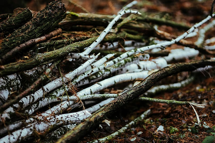 A walk in an autumn forest, leaves, wood, plants, trees, logs, HD wallpaper