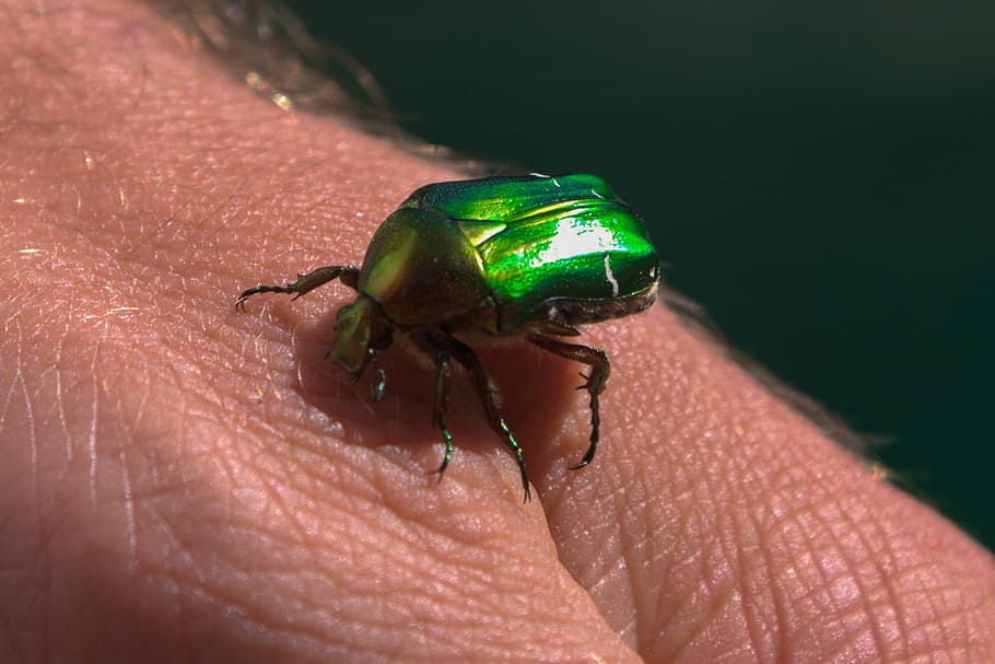 Insect, Dung Beetle, green, krabbeltier, hand, human body part, HD wallpaper