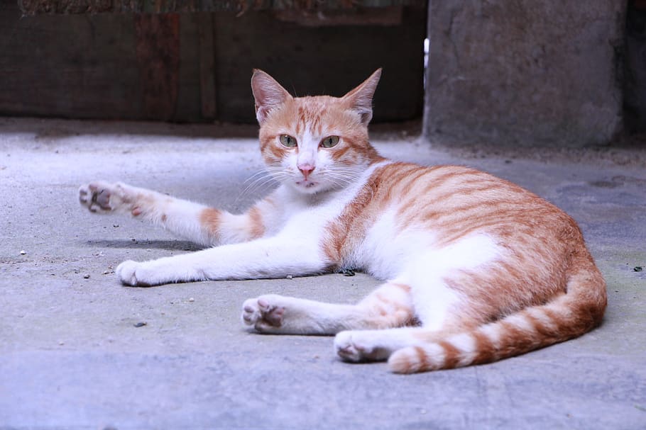 kitty, cat, cats, domestic cat, mammal, feline, pets, domestic animals HD wallpaper