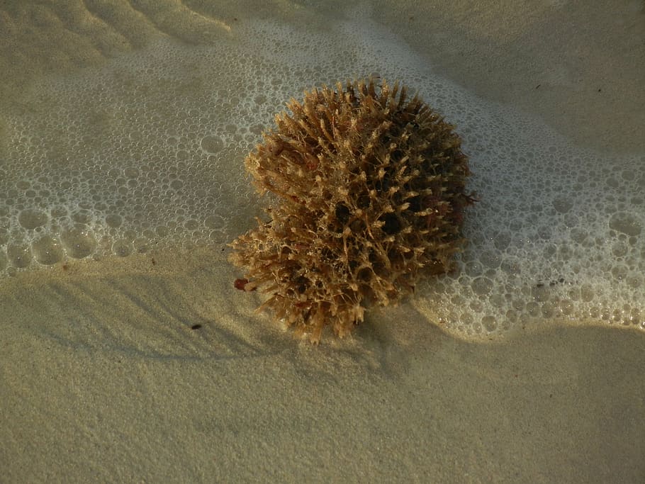 sponge, beach, sea, water, sun, summer, sand, nature, sea life HD wallpaper