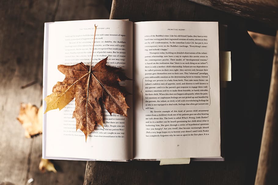 brown maple leaf on open book, dried maple leaf on book, page HD wallpaper