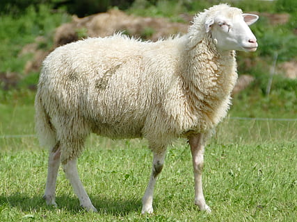 sheep, wool, sheepskin, domestic animals, livestock, animal themes HD wallpaper