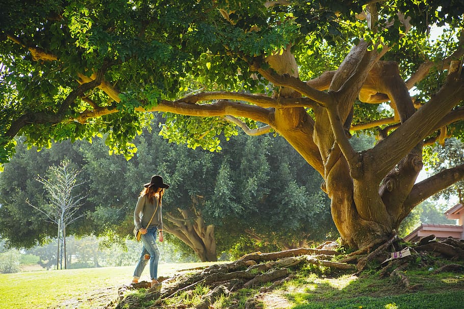 woman walking under tree during daytime, woman about to walk under the tree