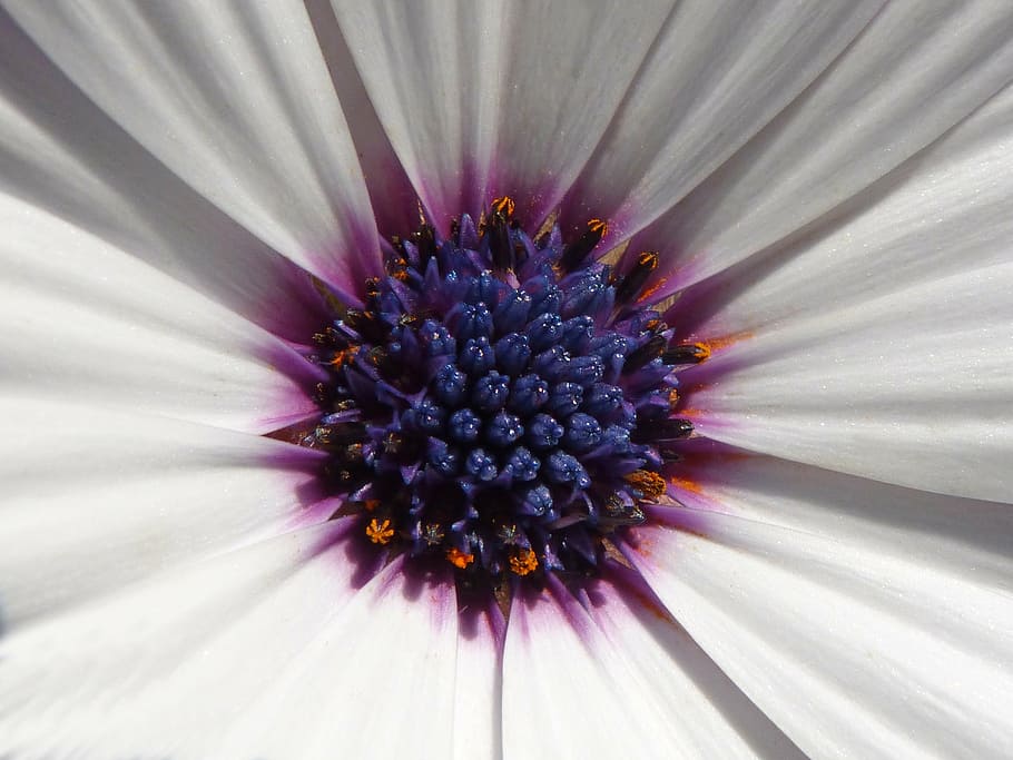 daisy, flower, chalice, pollen, detail, beauty in nature, vulnerability HD wallpaper