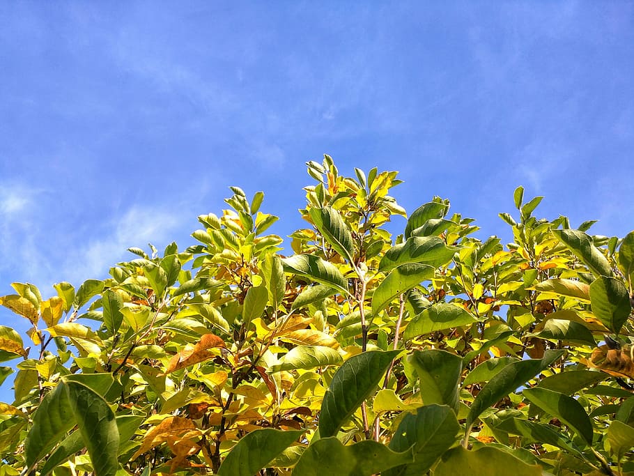 Leaves, Tree, Green, Garden, Nature, sky, leaf, foliage, autumn HD wallpaper
