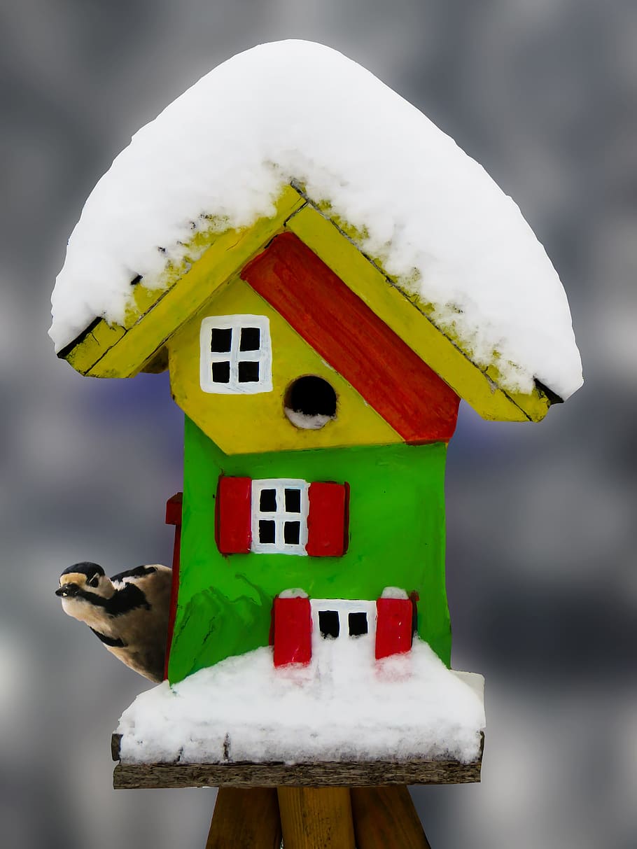 winter, aviary, snow, bird, woodpecker, food, cold, garden HD wallpaper