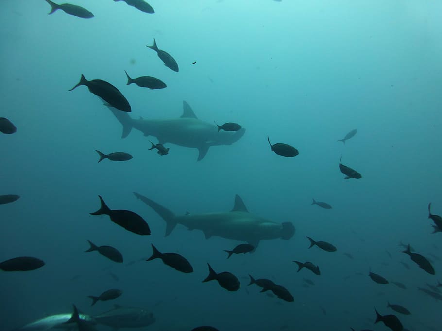 two hammerhead sharks swimming with school of fish, galapagos